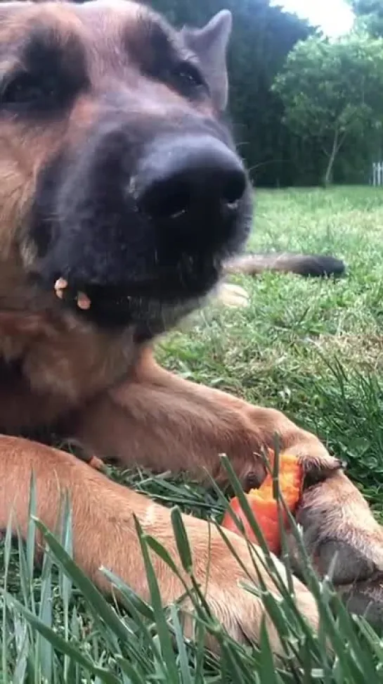 Видео от ДВОРЕЦ ИБРАГИМА ПАШИ