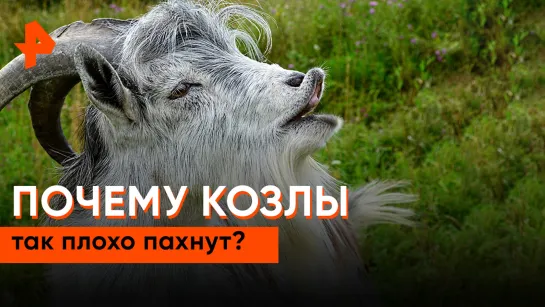 «Знаете ли вы, что?»: почему козлы так плохо пахнут?