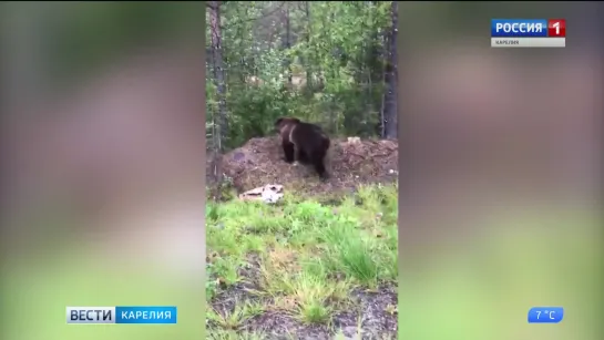 Карельские охотники отстрелили двух медведей