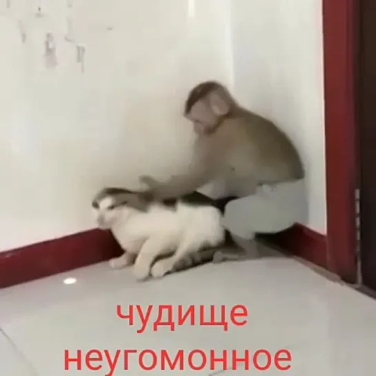 Видео от Шутливый Хулиган