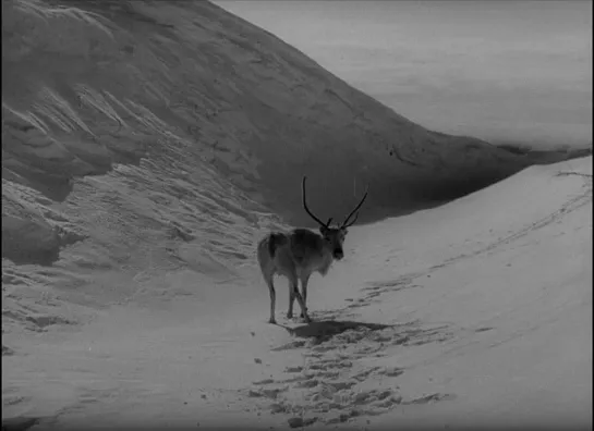 The White Reindeer (Erik Blomberg, 1952)