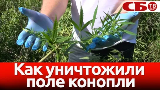 Уничтожение поля конопли попало на видео