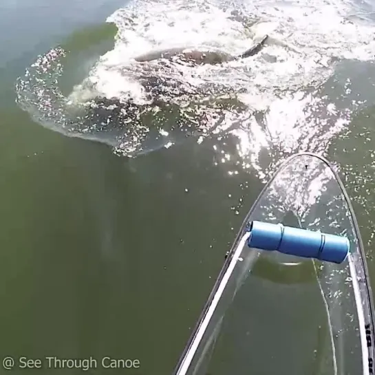 redditsave.com_manatee_doing_a_double_roll_while_chasing_a_kayak-a1ero22n0yn81