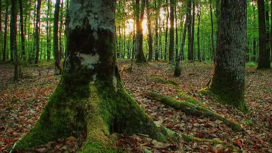 Tanguy Louvigny Forest lights