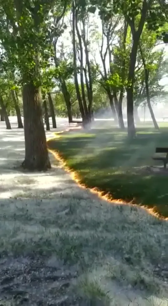 This is how the poplars fluff burns in the park of Cidacos de Calahorra (Spain)