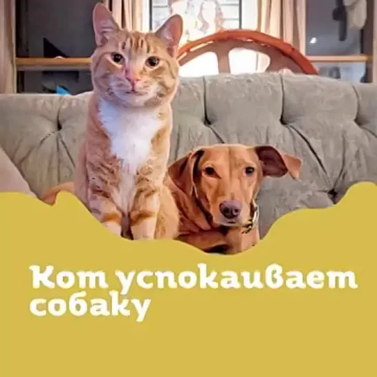 Кот успокаивает собаку