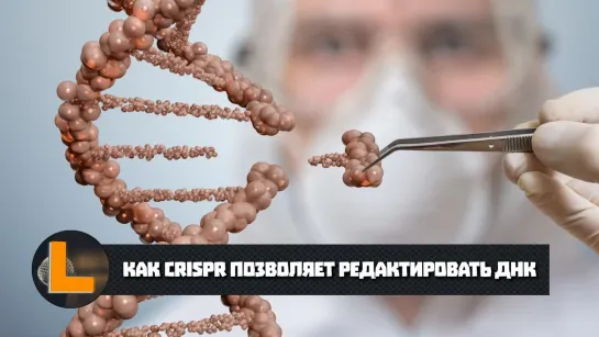 Как CRISPR позволяет редактировать ДНК (2019)