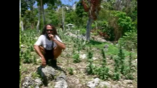 Marijuana Ganja Tours in Negril Jamaica with Jamaica