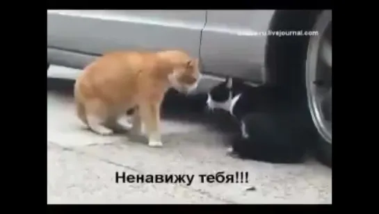 Если бы мы понимали кошек  🙀😸😸😹😹😹