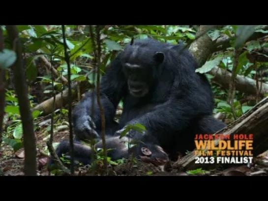 Disneynature Chimpanzee  (Theatrical)