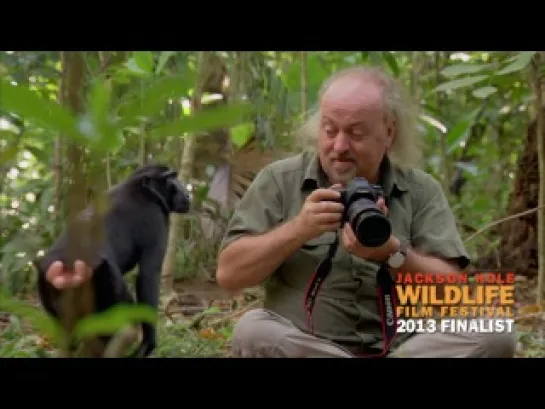 Bill Bailey Jungle Hero  Wallace in the Spice Island   (Host or Presenter-Led)