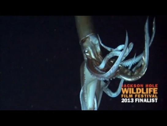 Legends of the Deep  The Giant Squid   (Wildife Habitat)