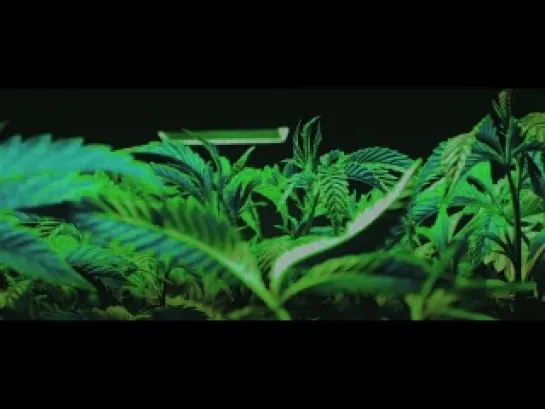 Wiz Khalifa - MAAN! Weedmix[#BLACKMUZIK]