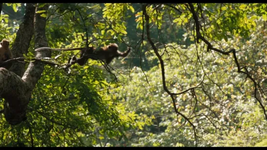 Королевство обезьян /  Monkey Kingdom  (2015) трейлер