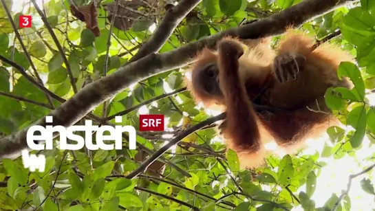 "Einstein" im Reich der Orang-Utans