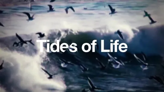 Tides of Life - new albom presentations