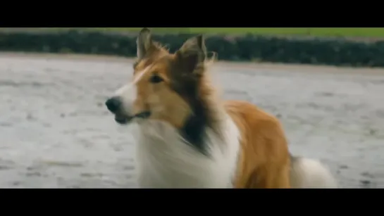 Лесси. Возвращение домой (Lassie Come Home) (2020) трейлер русский язык HD /  /