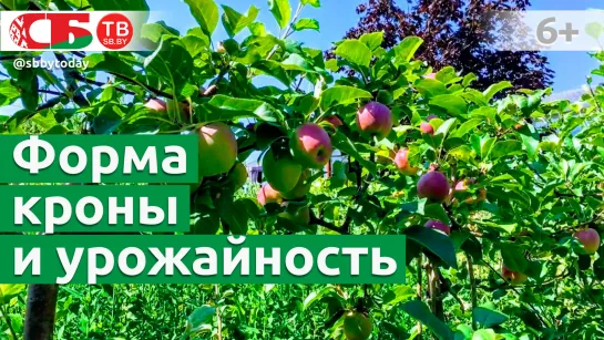 Формирование кроны дерева для лучшего урожая