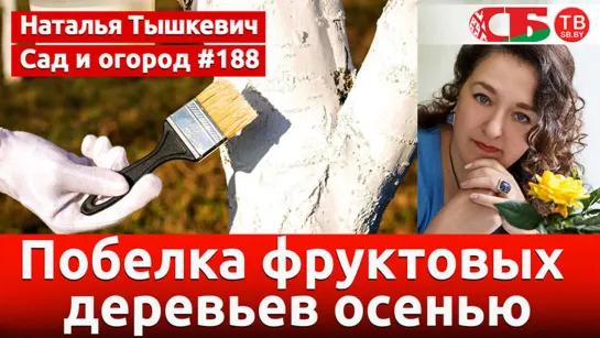 Побелка фруктовых деревьев осенью