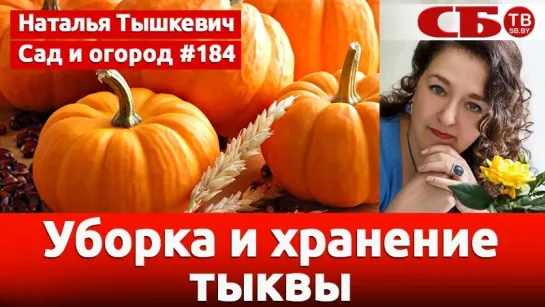 Уборка и хранение тыквы – запасаем урожай на зиму