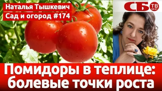 Выращивание помидоров в теплице – секреты хорошего урожая