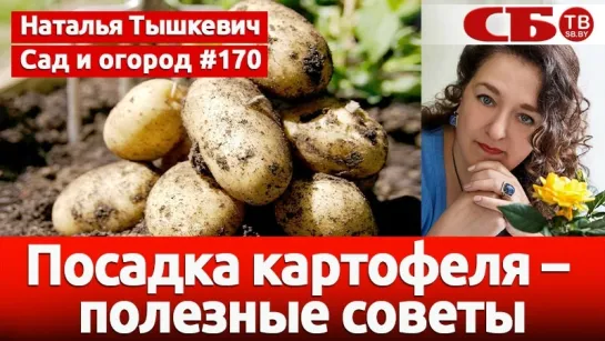 Посадка картофеля – полезные советы