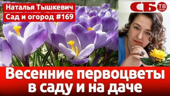 Весенние первоцветы в саду и на даче – посадка и уход