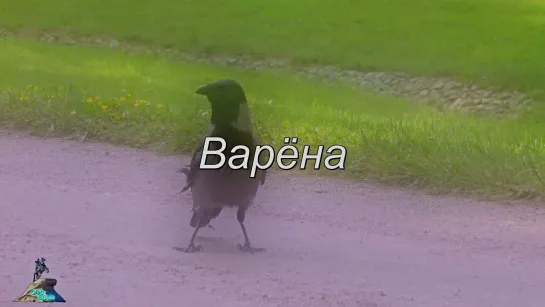 Варёна