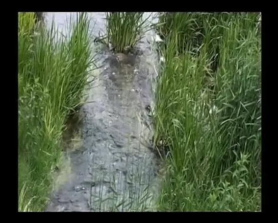 Утята катаются с водной горки