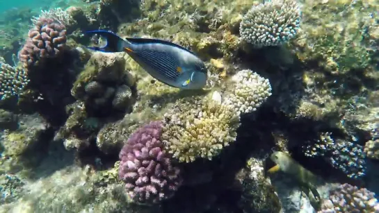 Дайвинг и подводное плавание в Красном море