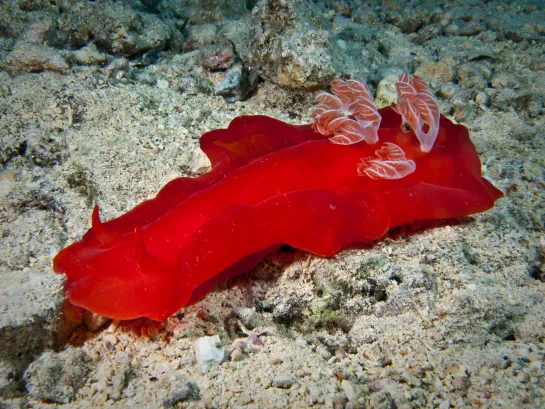 #Hexabranchus_sanguineus Испанский танцор морской слизняк