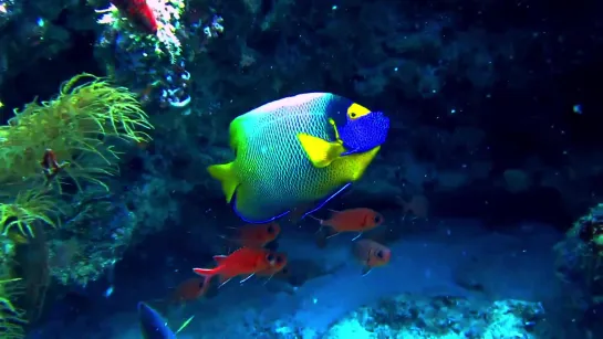 #Pomacanthus_Euxiphipops-xhantometapon - Blue Face Angelfish