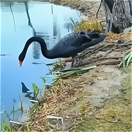 Чёрные лебеди очистили водоём