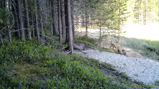 Видео от ФГБУ Кандалакшский природный заповедник