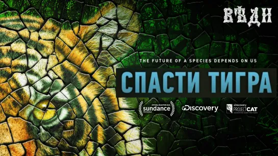 ДОКУМЕНТАЛЬНЫЙ ФИЛЬМ «СПАСТИ ТИГРА»