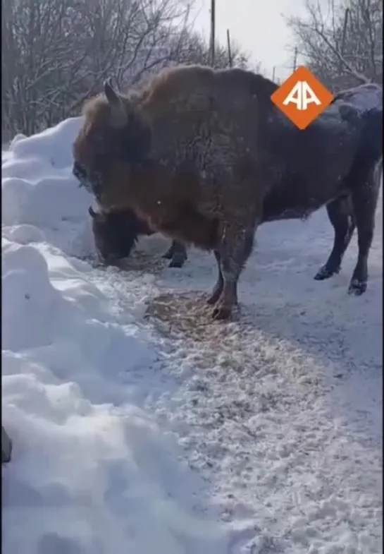 Видео от Нижний Новгород |БЕЗ ЦЕНЗУРЫ|