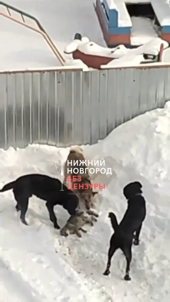 Видео от Нижний Новгород |БЕЗ ЦЕНЗУРЫ|