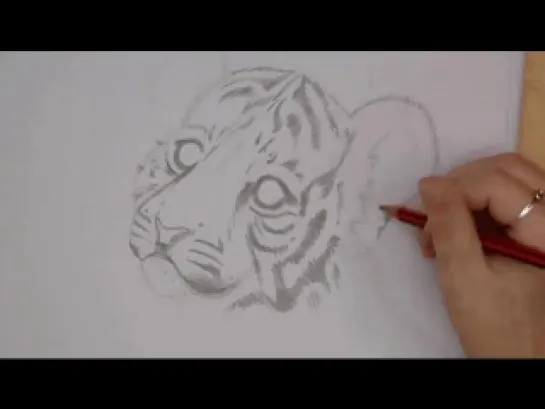 Drawing a Tiger Cub