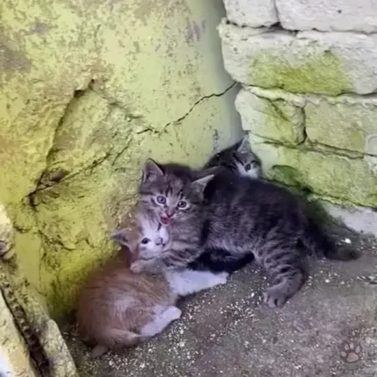 Видео от ВертиХвостики