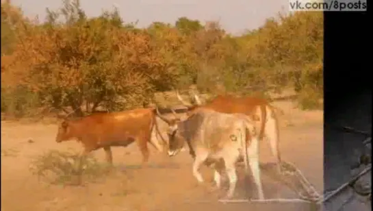 Защита от львов - нарисованные глаза на заднице коров / How Painting Eyes On Cows' Butts Is Saving Lions