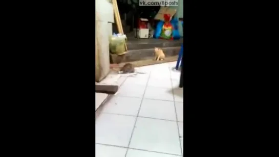 Кошка смотрит на драку двух крыс в кафе / Cat watches as two rats viciously fight in Thai kitchen