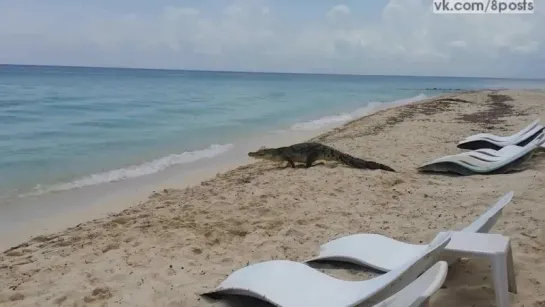 Крокодил проходит мимо лежаков и заходит в морскую воду / Cocodrilo en playa de cozumel