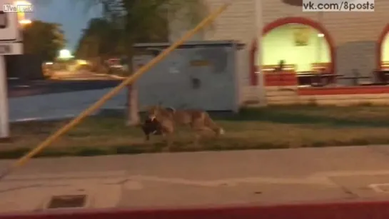 Койот поймал на ужин бродячего кота / Cat Eaten By Coyote