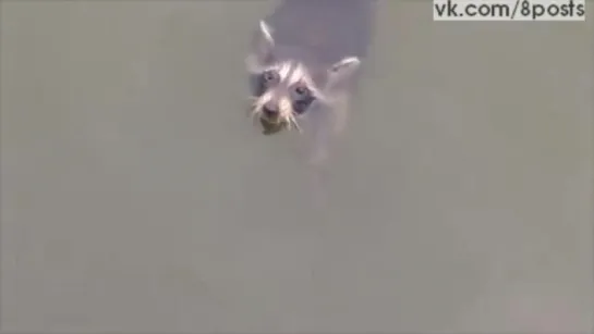 Спасение тонущего енота с помощью жилета / Rescuing Rocky Raccoon in Swann Creek