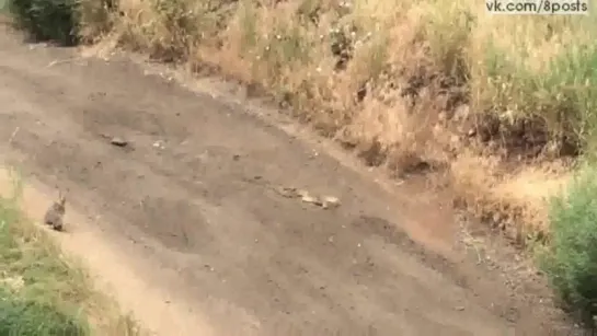 Заяц против змеи,/ City of Golden, Colorado - Municipal Government / Wild hair VS snake