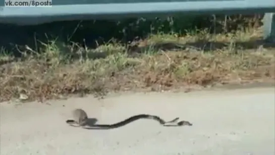 Мама-крыса дерётся со змеёй, защищая детёнышей-крысят / Rat Mom Saves Baby Rat From Snake