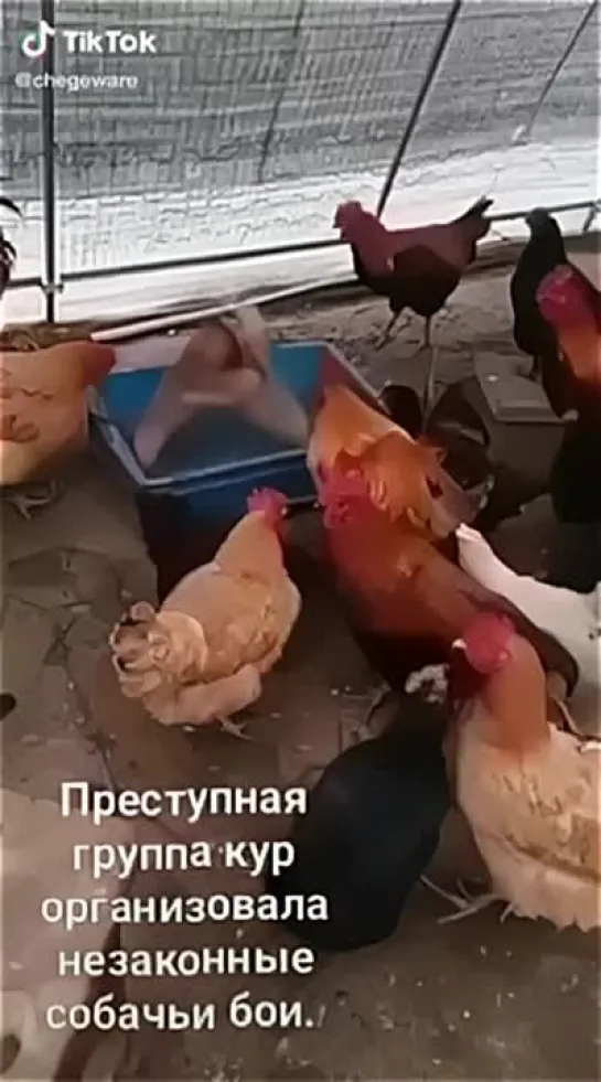 Незаконные собачьи бои