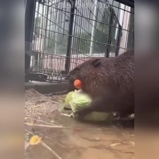 нам пакетик для покупок ненужен)