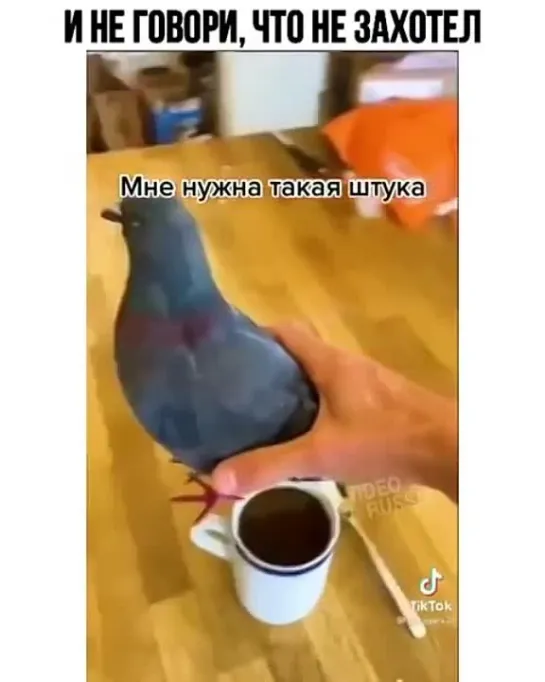 Птичье молочко.)