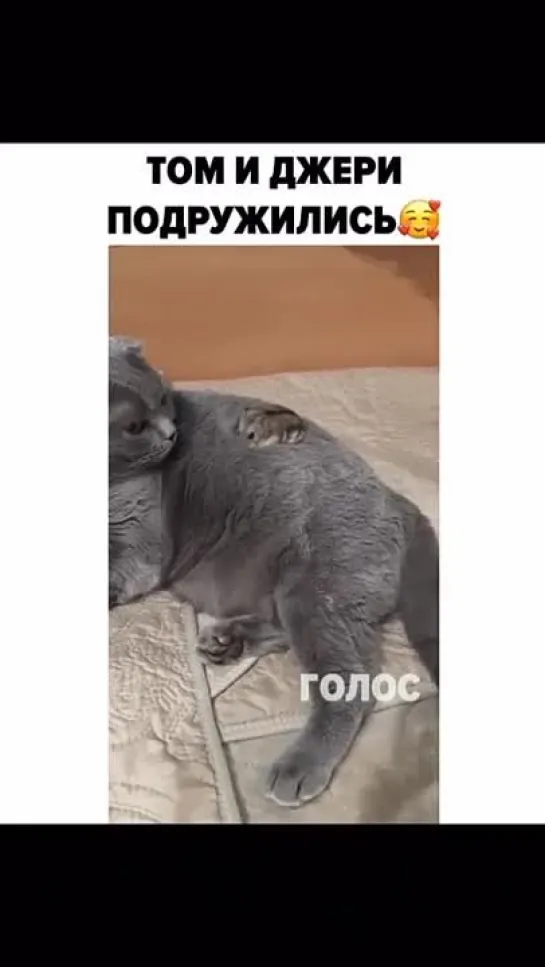 Том и Джерри